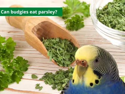 Can budgies eat parsley