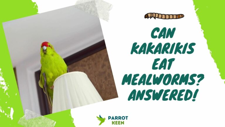 Can kakarikis Eat Mealworms? Quick Answer!
