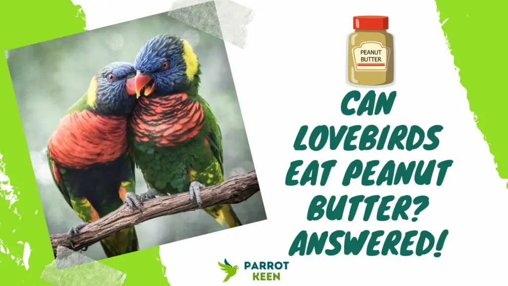 Can Lovebirds Eat Peanut Butter? Answered! Parrotkeen