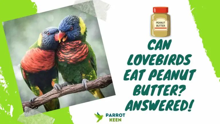 Can Lovebirds Eat Peanut Butter? Answered!