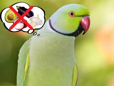 10 things not to feed your ring neck parrot