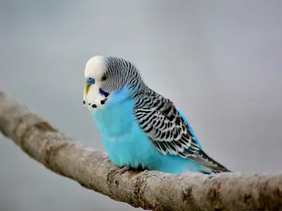 Budgie Names (150+ Cute & Funny Male & Female Ideas)