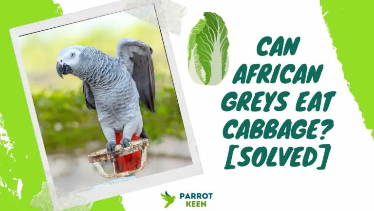 Can African Greys Eat Cabbage?[Quick Answer]