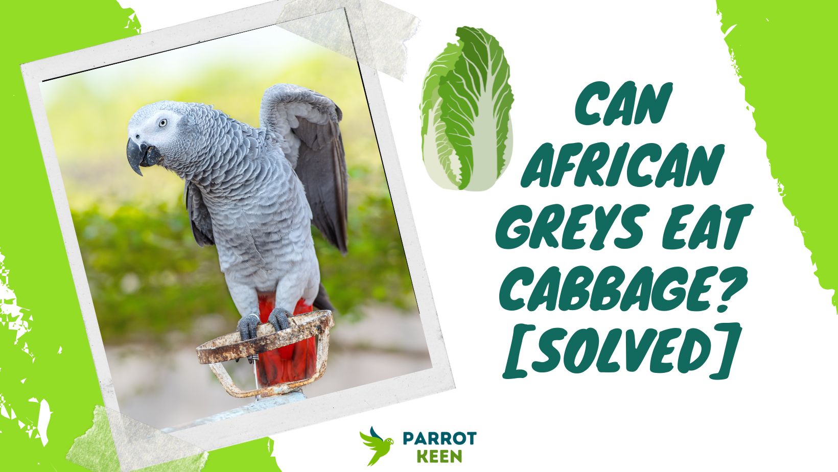 Can African Greys Eat Cabbage