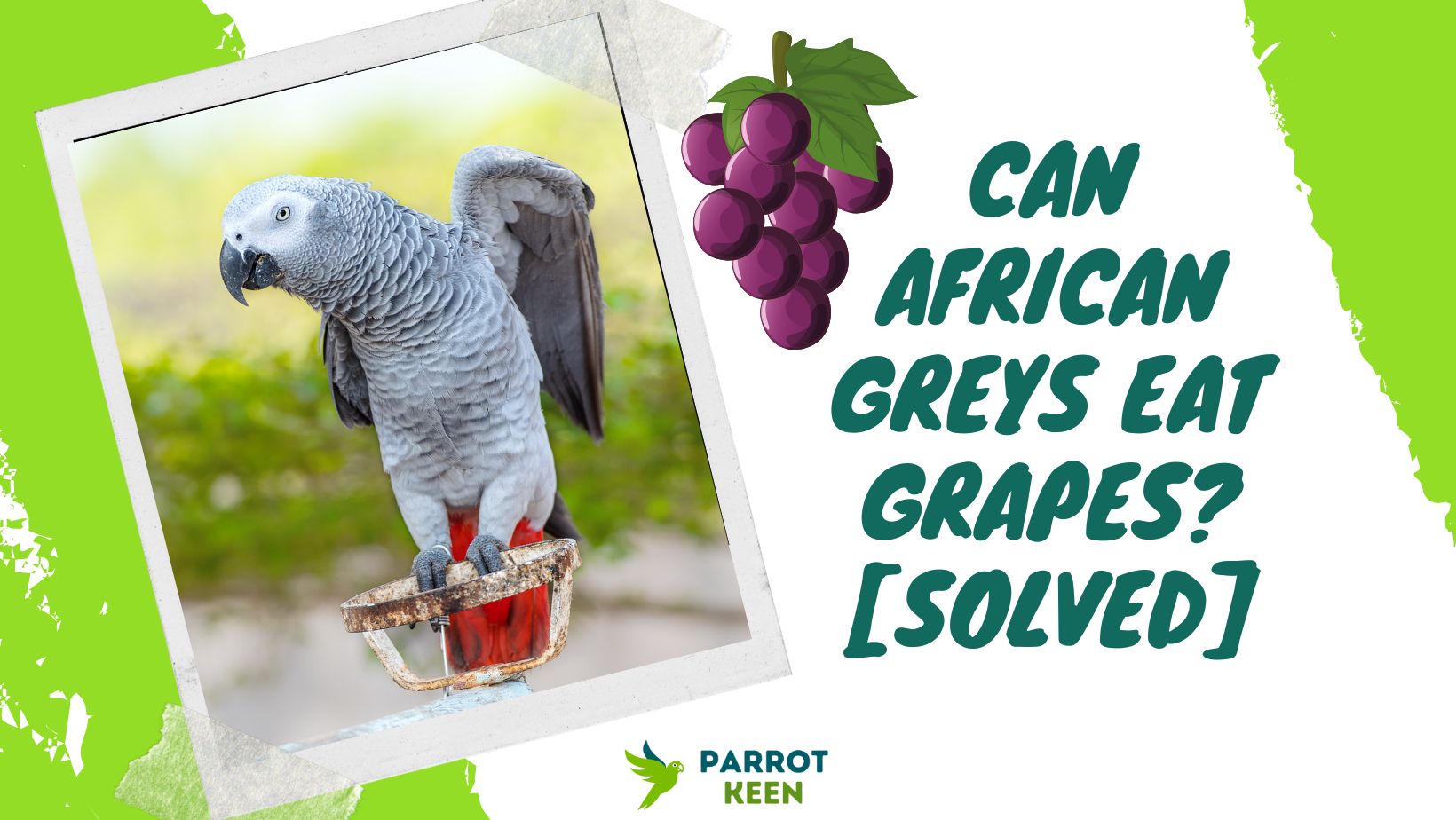 Can African Greys Eat Grapes?