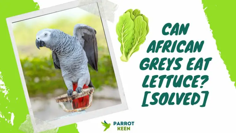 Can African Greys Eat Lettuce?[Answered]