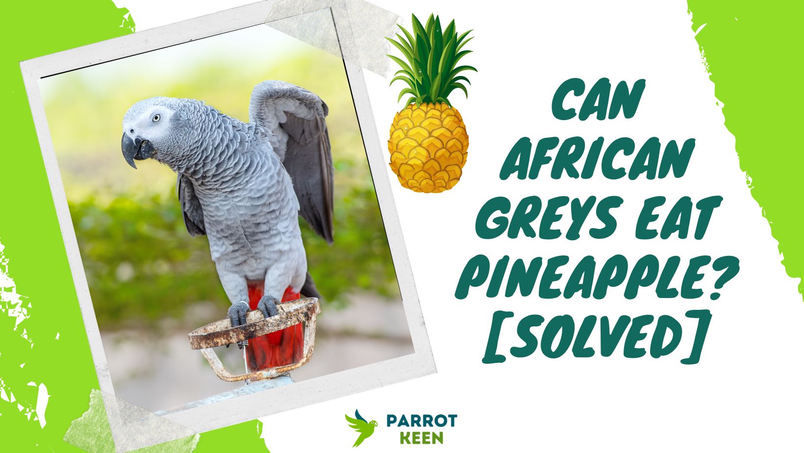 Can African Greys Eat Pineapple