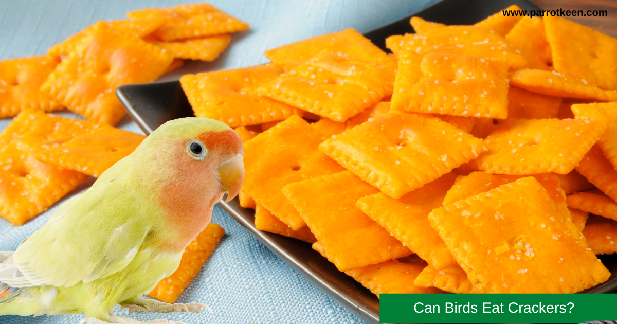 can birds eat  crackers