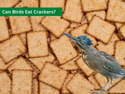 Can Birds Eat Crackers? Quick Answer!