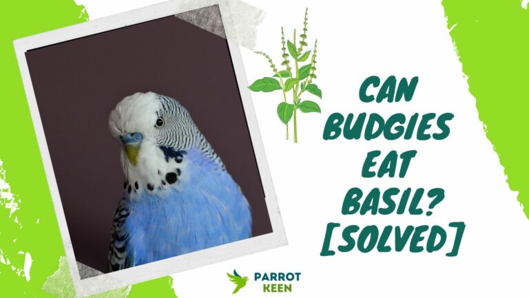 Can Budgies Eat Basil?[Answered]