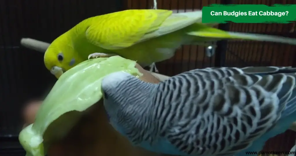 Can Budgies Eat Cabbage?[Everything About Budgies and Cabbage] Parrotkeen