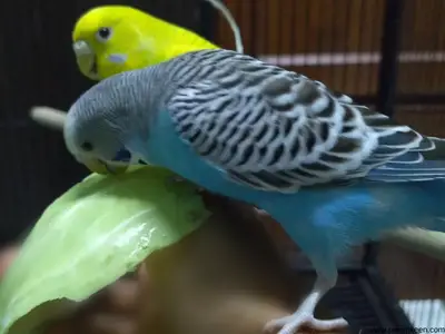 Can Budgies Eat Cabbage?[Everything About Budgies and Cabbage]