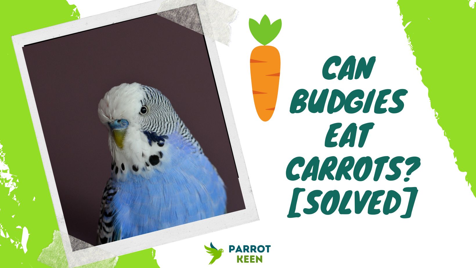 Budgies Eat Carrots
