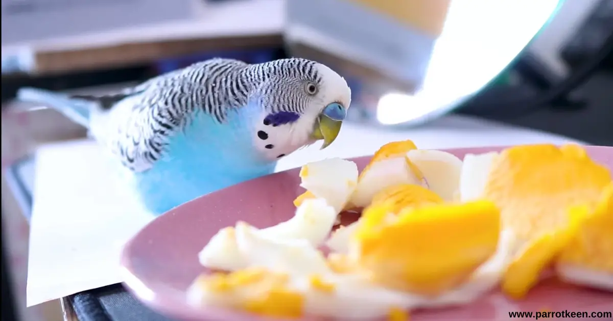 can budgies eat eggs