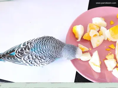 can budgies eat egg