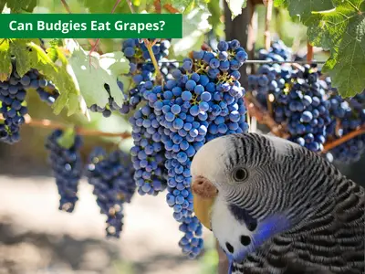 Can Budgies Eat Grapes?(Everything About It)