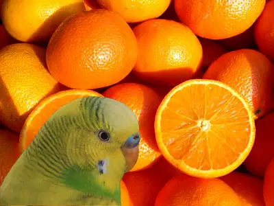 can budgies eat oranges