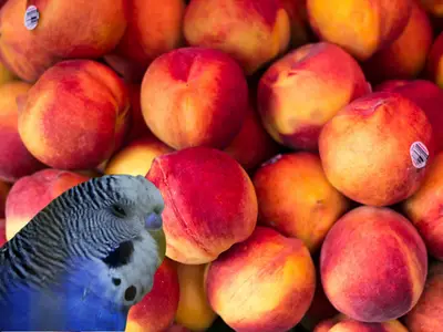 can budgies eat peaches