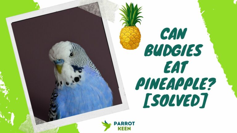 Can Budgies Eat Pineapple?[Answered]
