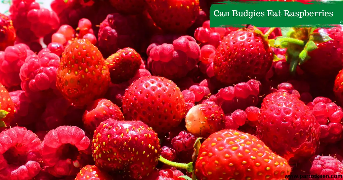 can budgies eat raspberries