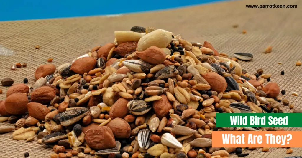 Can Budgies eat wild bird seed?[Answered!] Parrotkeen