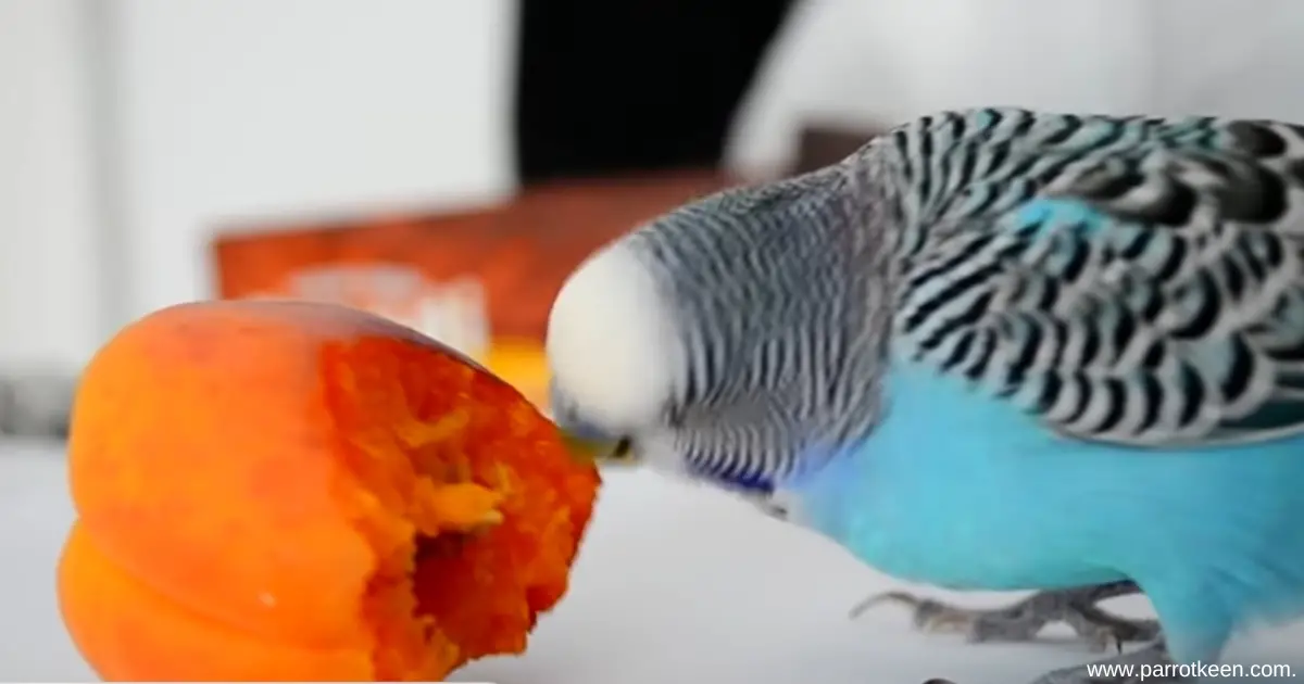 Can Budgies eat Plums?