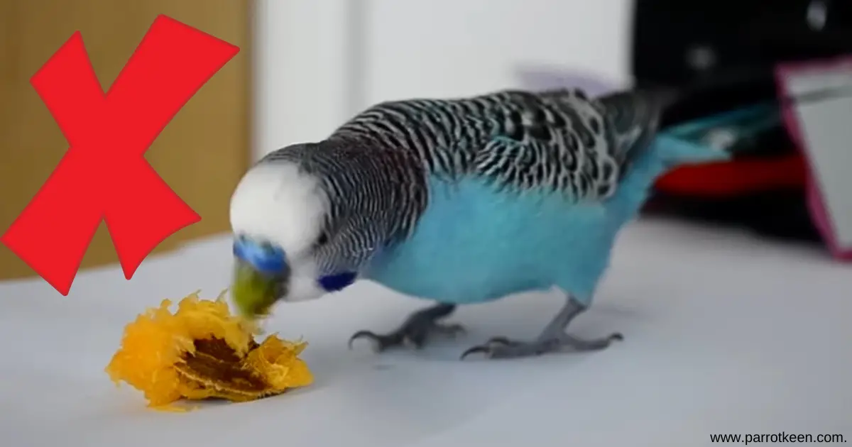 can budgies eat plum seed