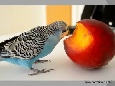 Can Budgies eat Plums? [Answered]