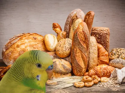 can budgies eat bread