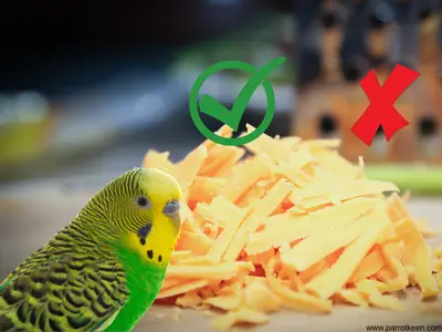 can budgies eat cheese
