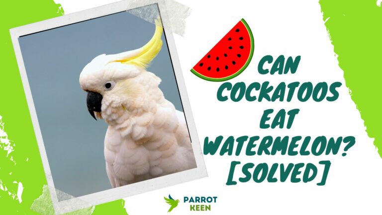 Can Cockatoos Eat Watermelon? [Answered!]