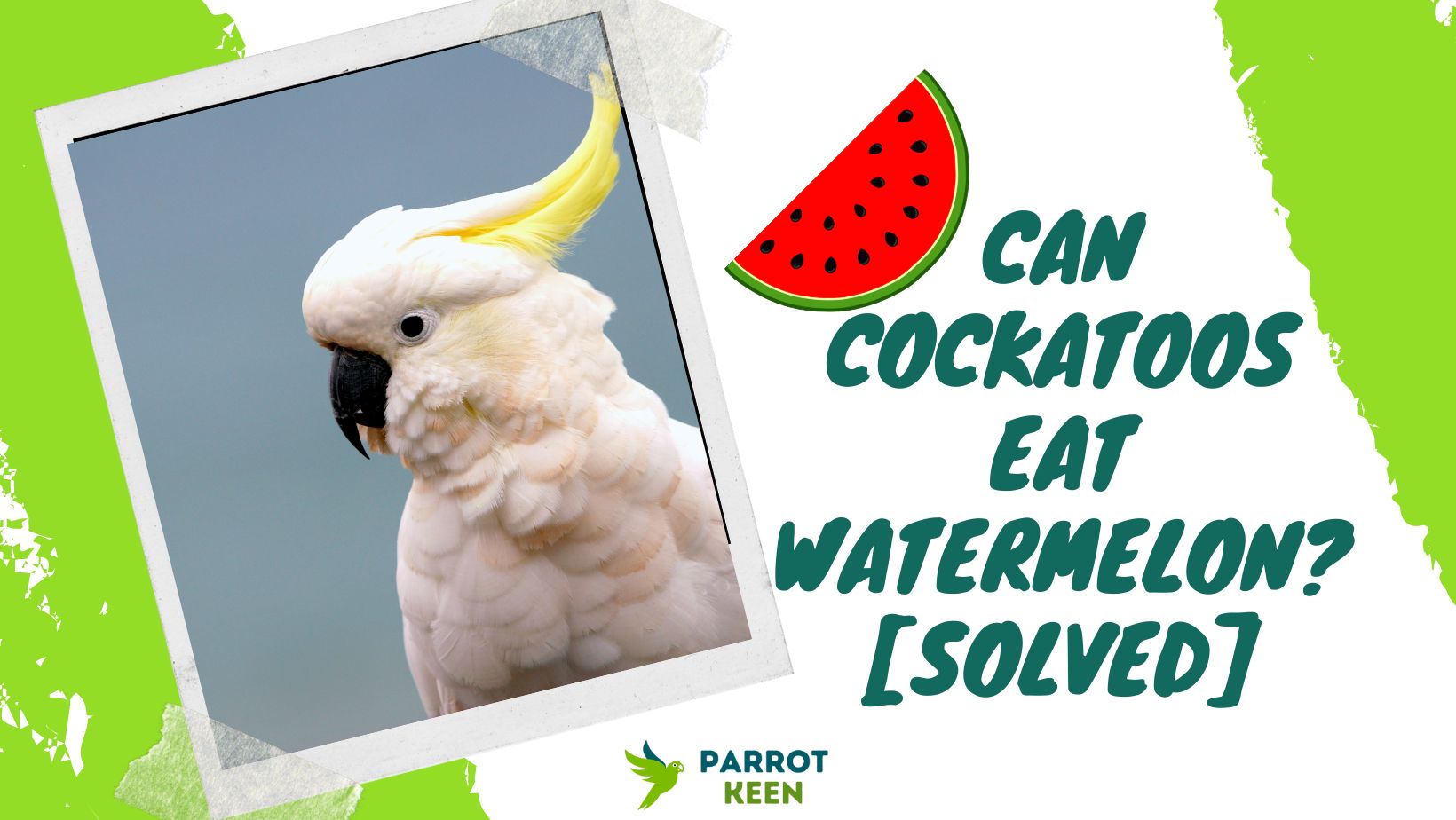 Can Cockatoos Eat Watermelon