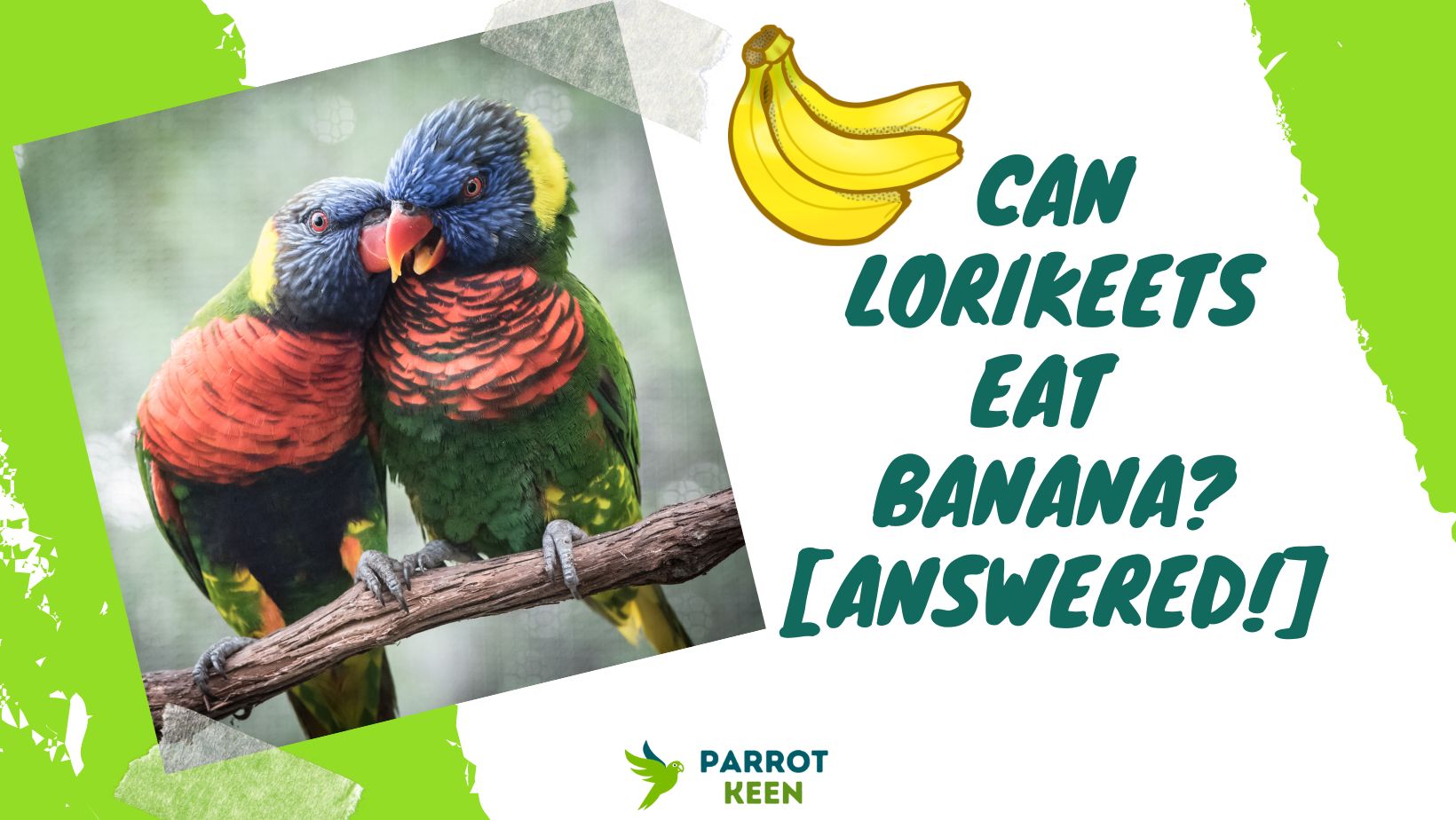Can Lorikeets Eat Banana [Answered!]