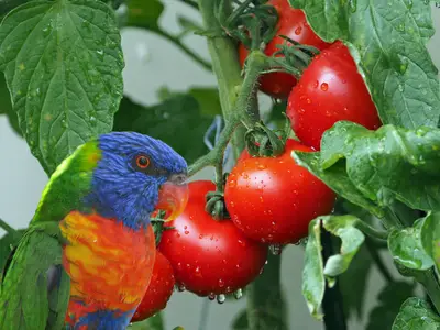 Can Lorikeets Eat Tomatoes?[Answered!]
