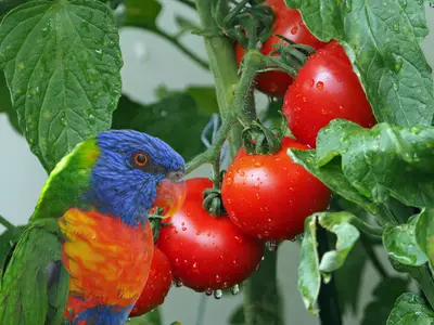 can lorikeets eat tomatoes