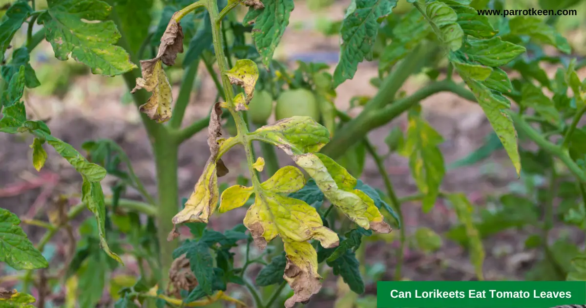 can lorikeets eat tomatoes