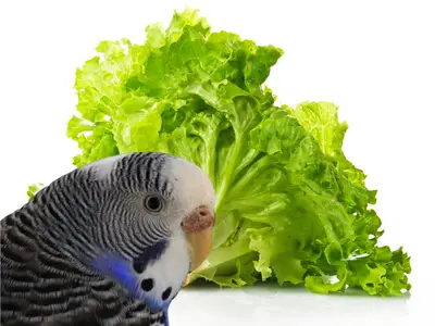 can parakeets eat lettuce