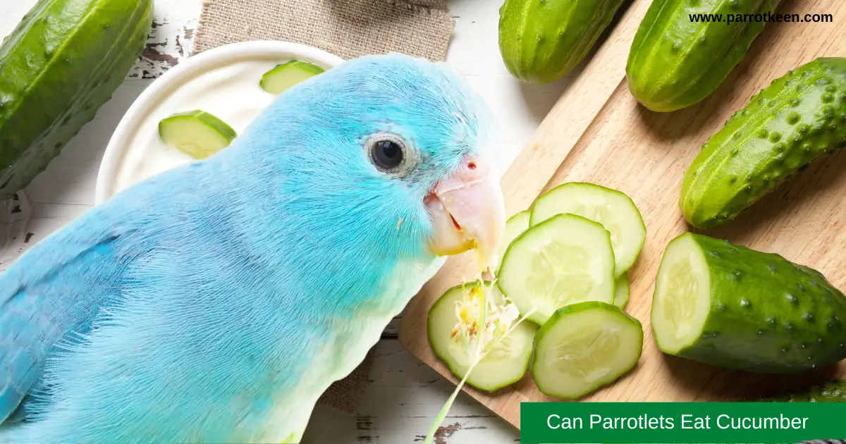 can parrotlets eat cucumber