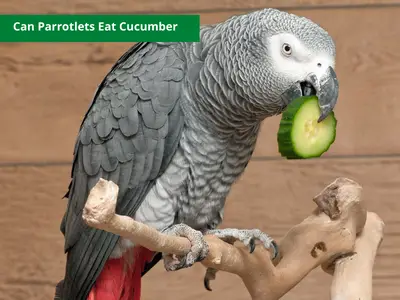 can parrotlets eat cucumber