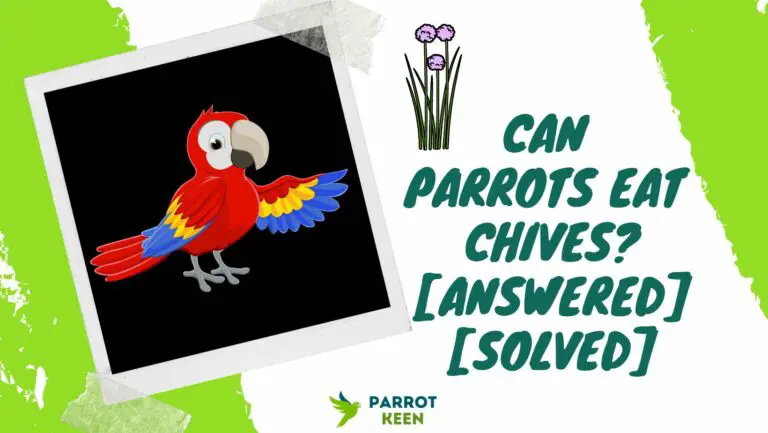 Can Parrots Eat Chives?[Answered]