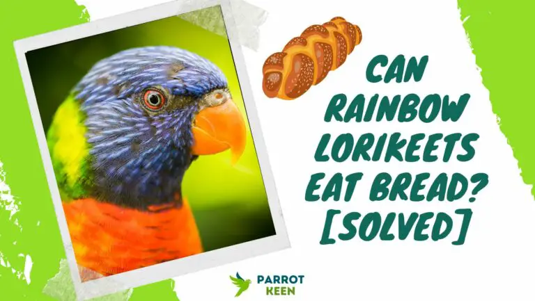 Can Rainbow Lorikeets Eat Bread? [Solved!]
