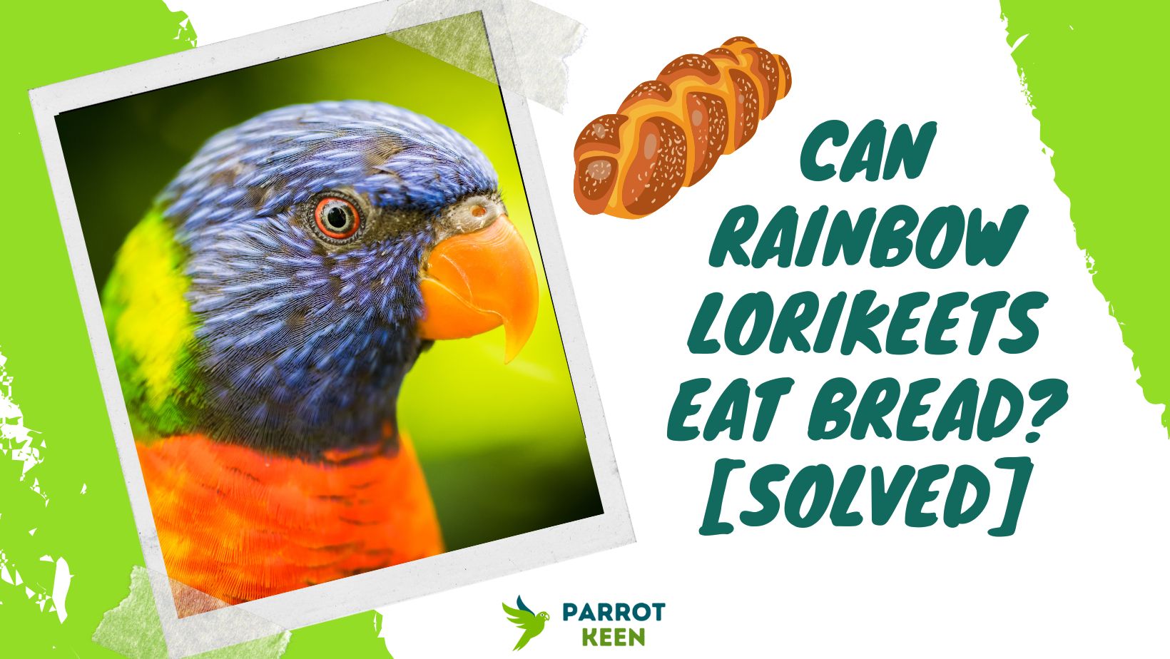 Can Rainbow Lorikeets Eat Bread