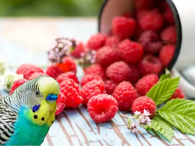 can budgies eat raspberries