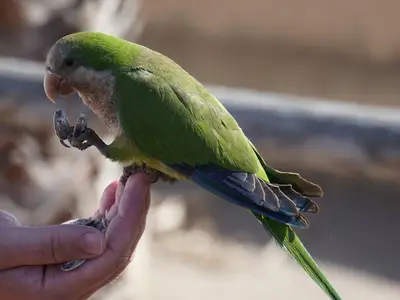 Can Budgies Eat Sunflower Seeds? Answered!