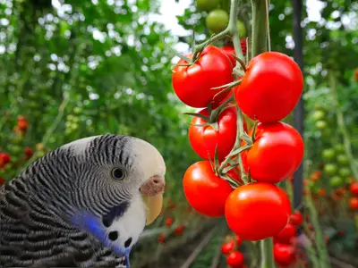 can budgies eat tomatoes