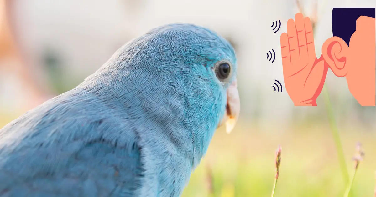 Can parrotlets talk?