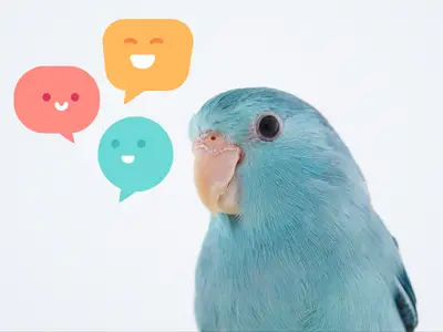 Can Parrotlets Talk? [Answered!]