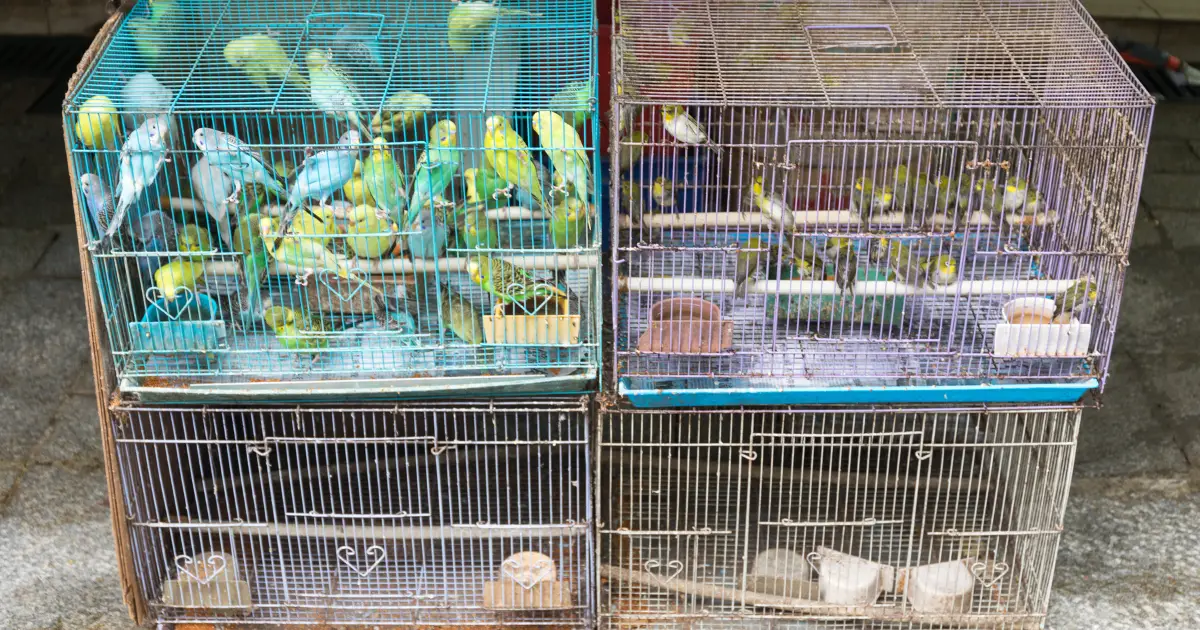 canary cage set up