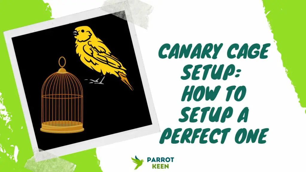Canary Cage Setup How to Setup the Perfect Canary Cage Parrotkeen