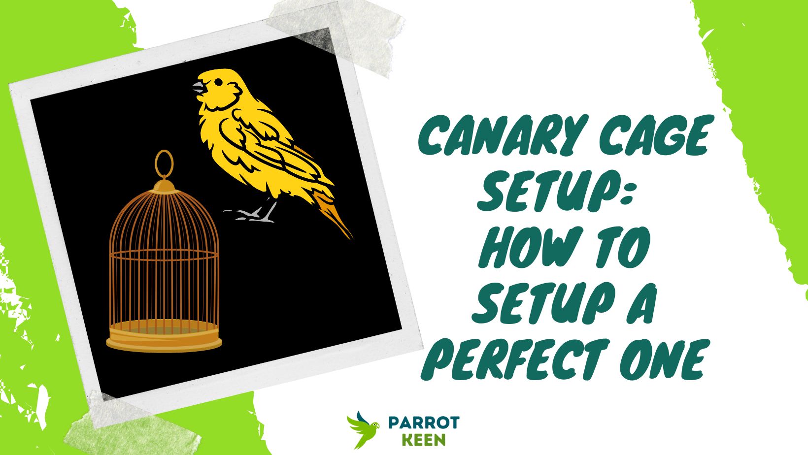 Canary cage setup